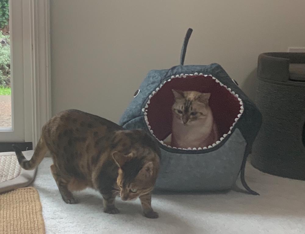 Great White Shark Cat Ball Cat Bed - Customer Photo From Getmana