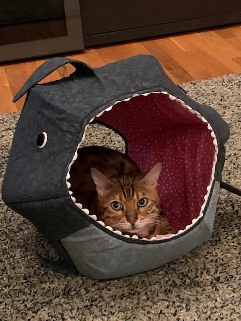 Great White Shark Cat Ball Cat Bed - Customer Photo From Ann Ivey