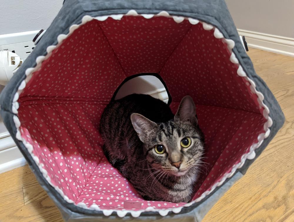 Great White Shark Cat Ball Cat Bed - Customer Photo From Renee MacDonald