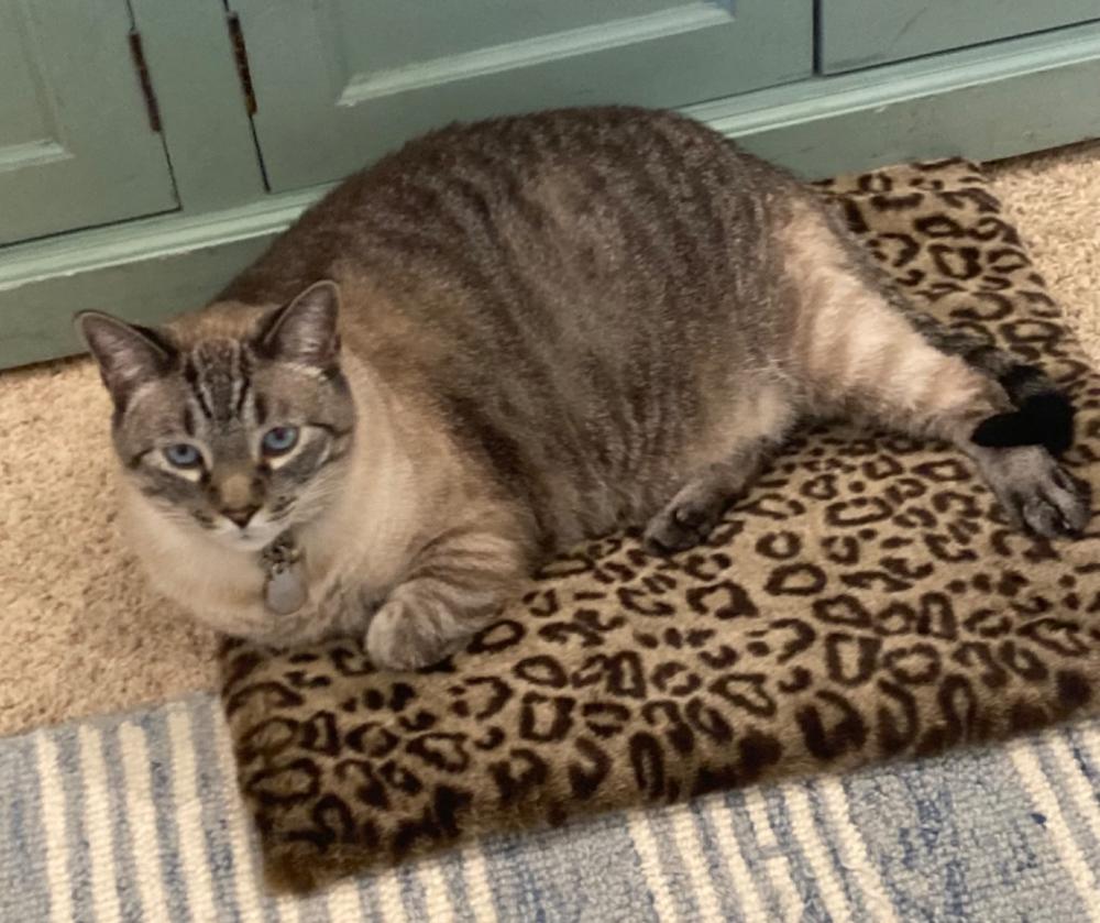 Cat Sleeping Mat in Luxury Faux Fur - Customer Photo From Suzanne White