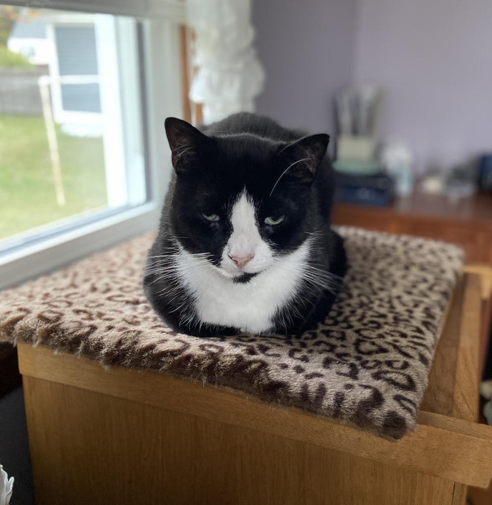 Cat Sleeping Mat in Luxury Faux Fur - Customer Photo From Judith Rice