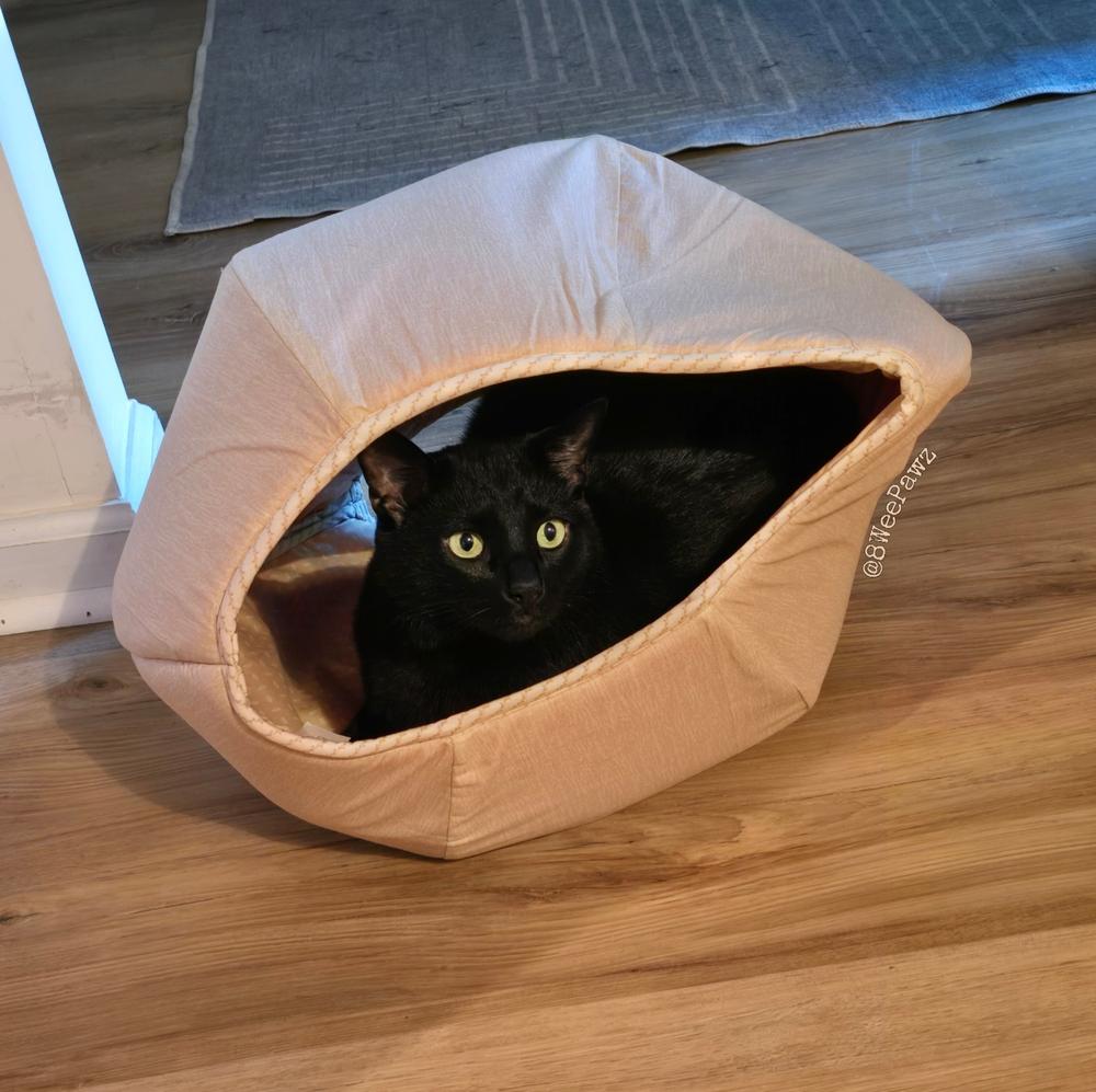 Cat Ball Bed - Neutral Butter Bark - Customer Photo From Harriet Merkel