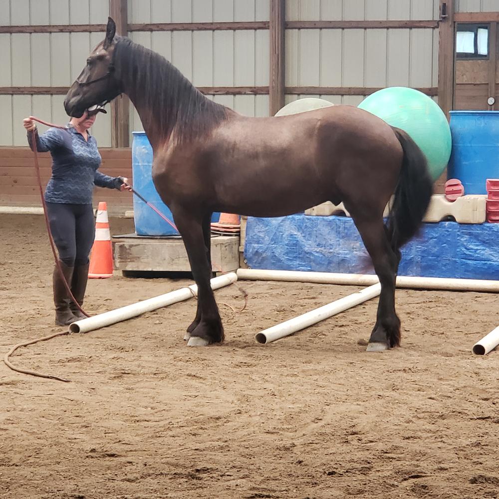 Equithrive® Vitamin E Pellets - Customer Photo From Sharon Sutcliffe