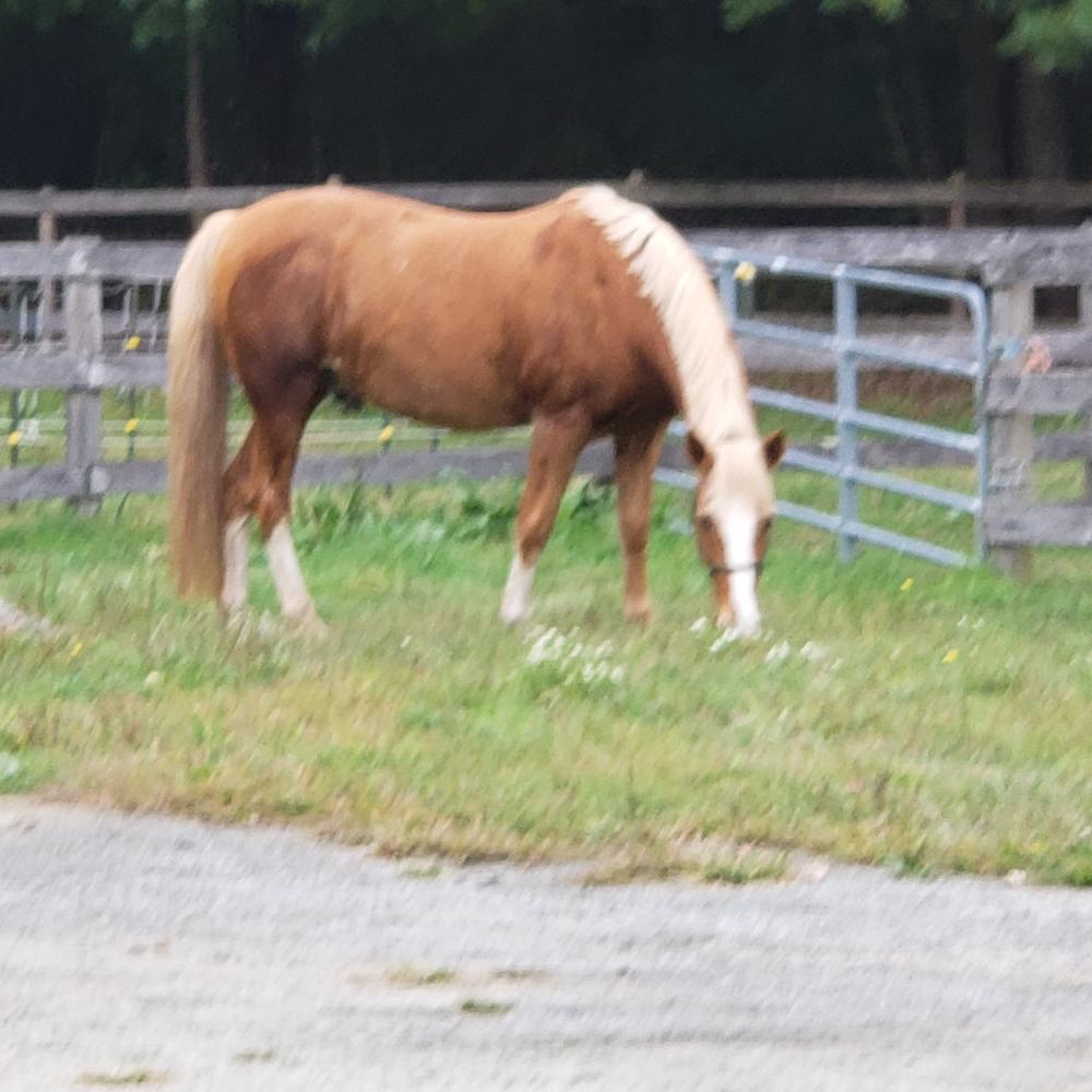 Equithrive® Vitamin E Pellets - Customer Photo From Sharon Sutcliffe