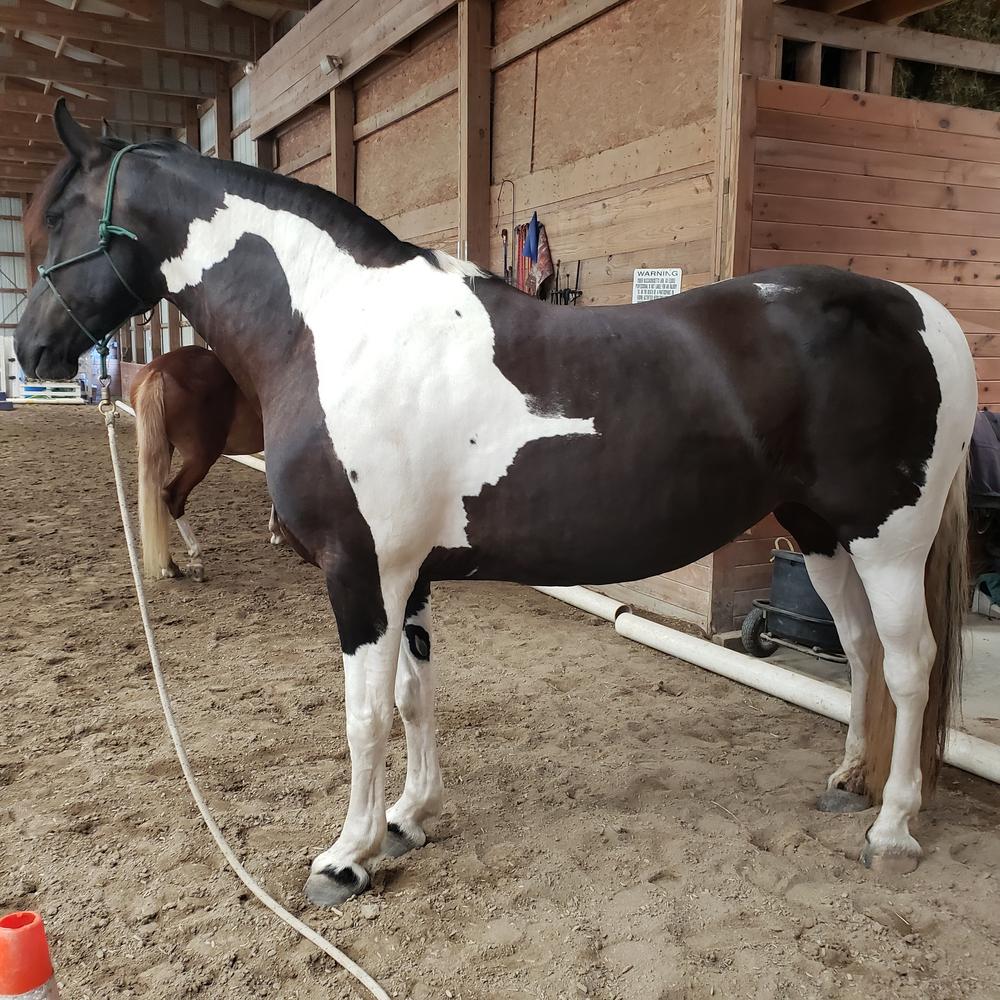 Equithrive® Vitamin E Pellets - Customer Photo From Sharon Sutcliffe