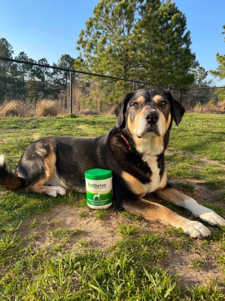Petthrive Soft Chews With Resveratrol (Large Breed) - Customer Photo From Andrea Lawless parsons
