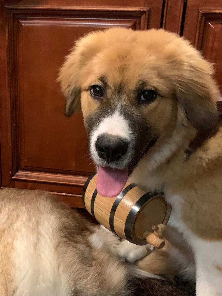 Saint Bernard Dog Collar Wood Barrel - Customer Photo From robert Olejniczak