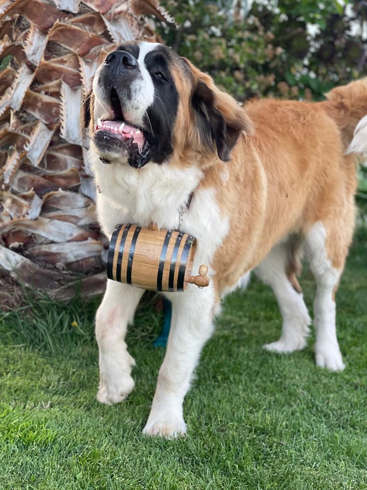 Saint Bernard Dog Collar Wood Barrel - Customer Photo From Donna Romo