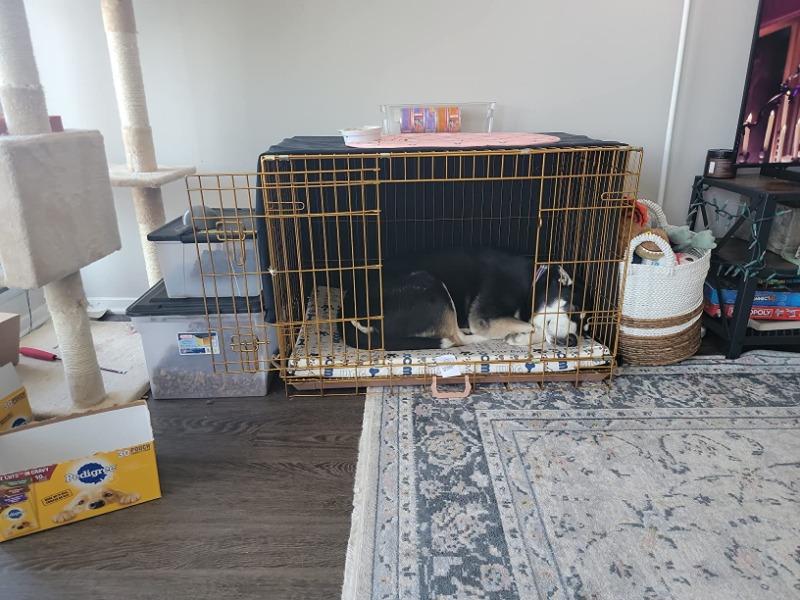 36" Gold Foldable Dog Crate GLD36 - Customer Photo From Molly May A.