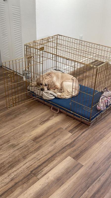 36" Gold Foldable Dog Crate GLD36 - Customer Photo From Mai