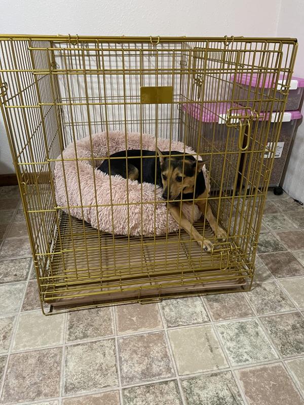 36" Gold Foldable Dog Crate GLD36 - Customer Photo From Sonja Thomas