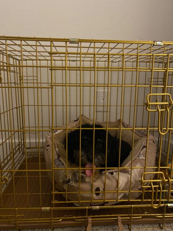 36" Gold Foldable Dog Crate GLD36 - Customer Photo From debra douglas