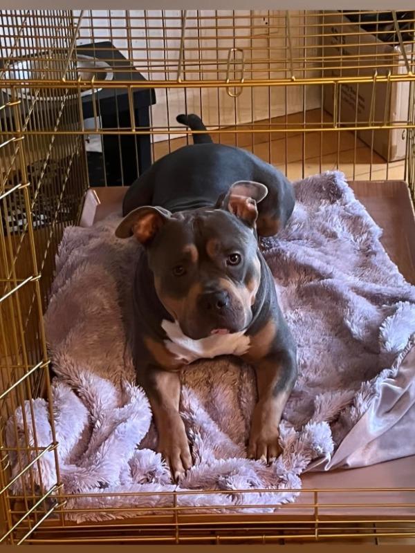 36" Gold Foldable Dog Crate GLD36 - Customer Photo From Jocelynn Salaam