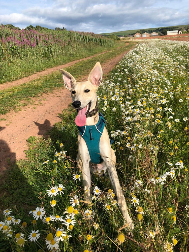Front Range Harness by Ruffwear - Customer Photo From Sophie Macleod