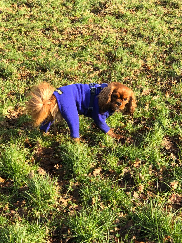 Front Range Harness by Ruffwear - Customer Photo From Pauline Reid-Donald