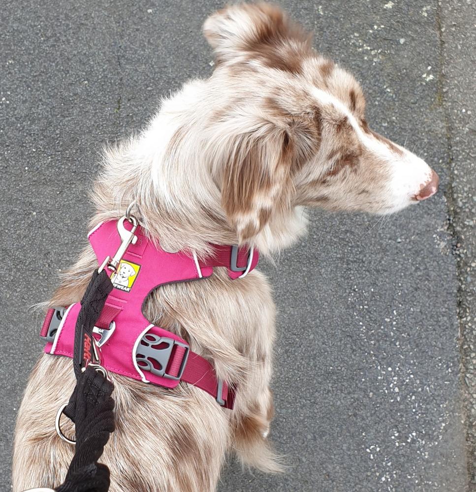 Front Range Harness by Ruffwear - Customer Photo From Stella Carter
