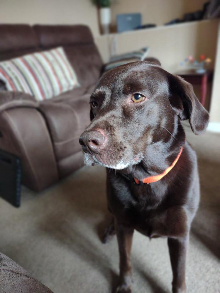 EzyDog Neo Collar - Customer Photo From Lucy Middleton