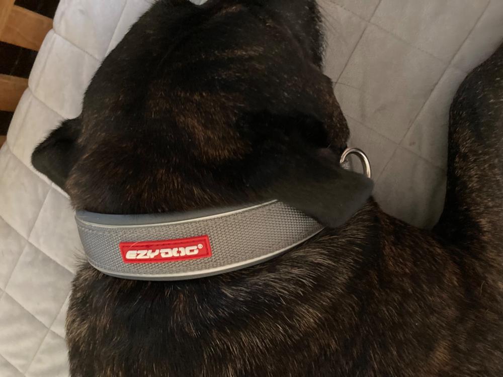 EzyDog Neo Collar - Customer Photo From Lorraine Martin