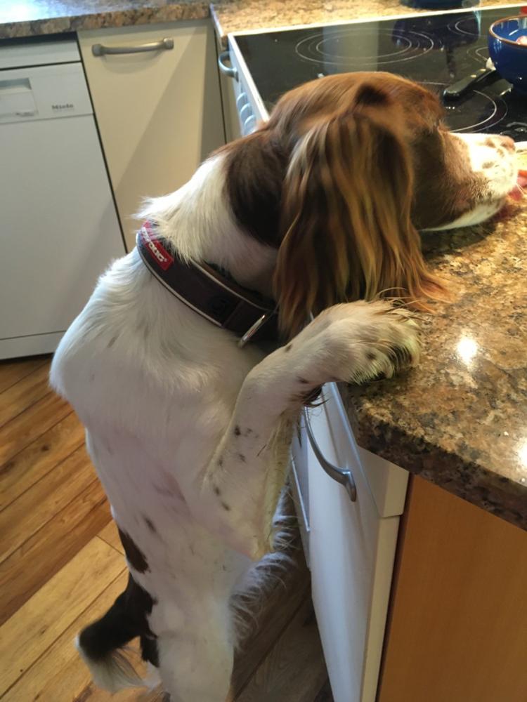 EzyDog Neo Collar - Customer Photo From Ros Williamson