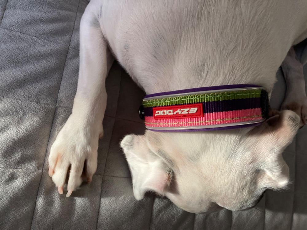 EzyDog Neo Collar - Customer Photo From Lorraine Martin
