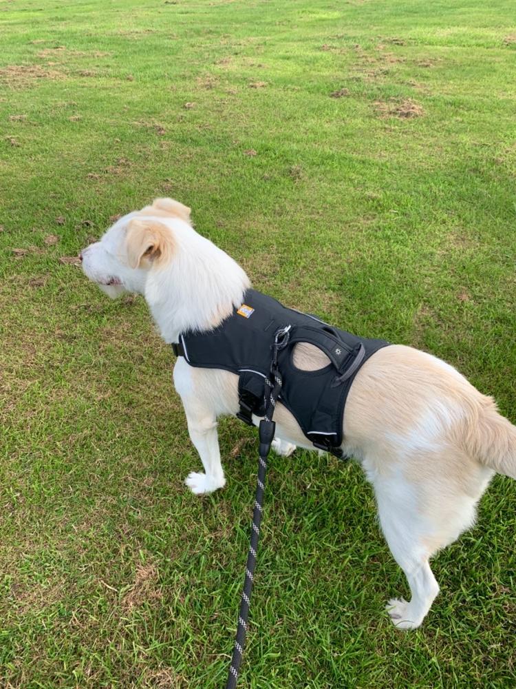 Web Master Harness by Ruffwear - Customer Photo From Paul wellcoat