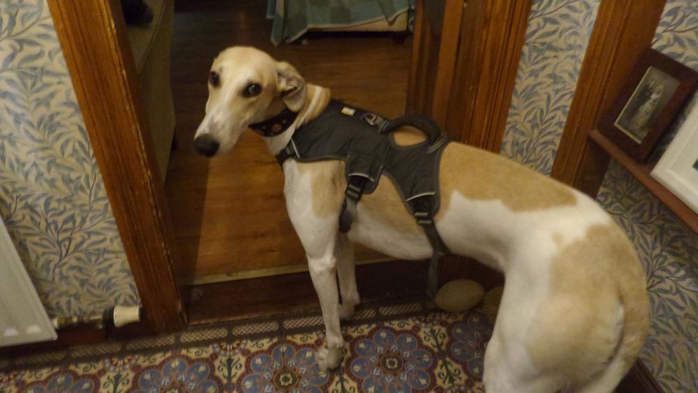 Web Master Harness by Ruffwear - Customer Photo From DAVID J.