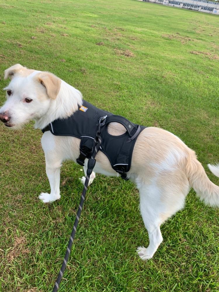 Web Master Harness by Ruffwear - Customer Photo From Paul wellcoat