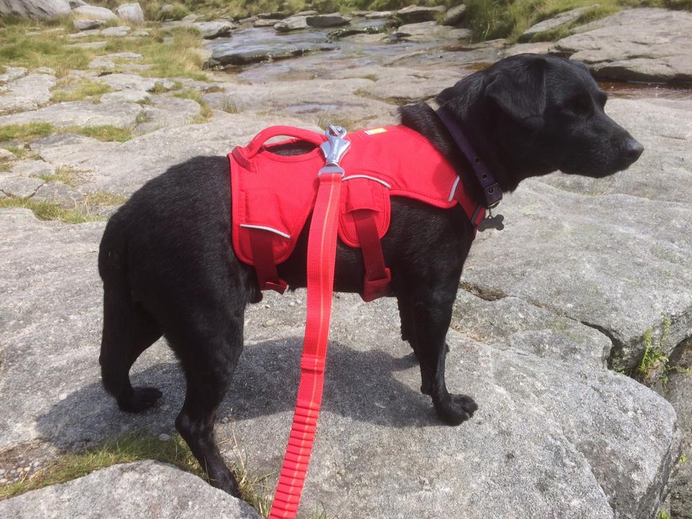 Web Master Harness by Ruffwear - Customer Photo From Terry Eaton