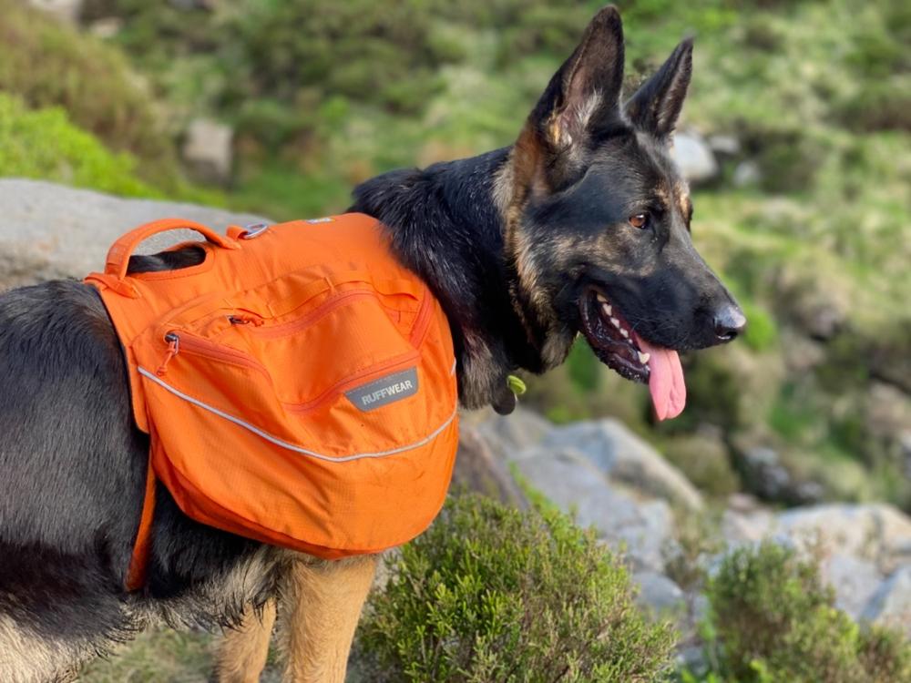 ruffwear approach dog pack
