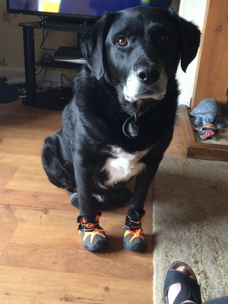 All Road Dog Boots by all for paws 