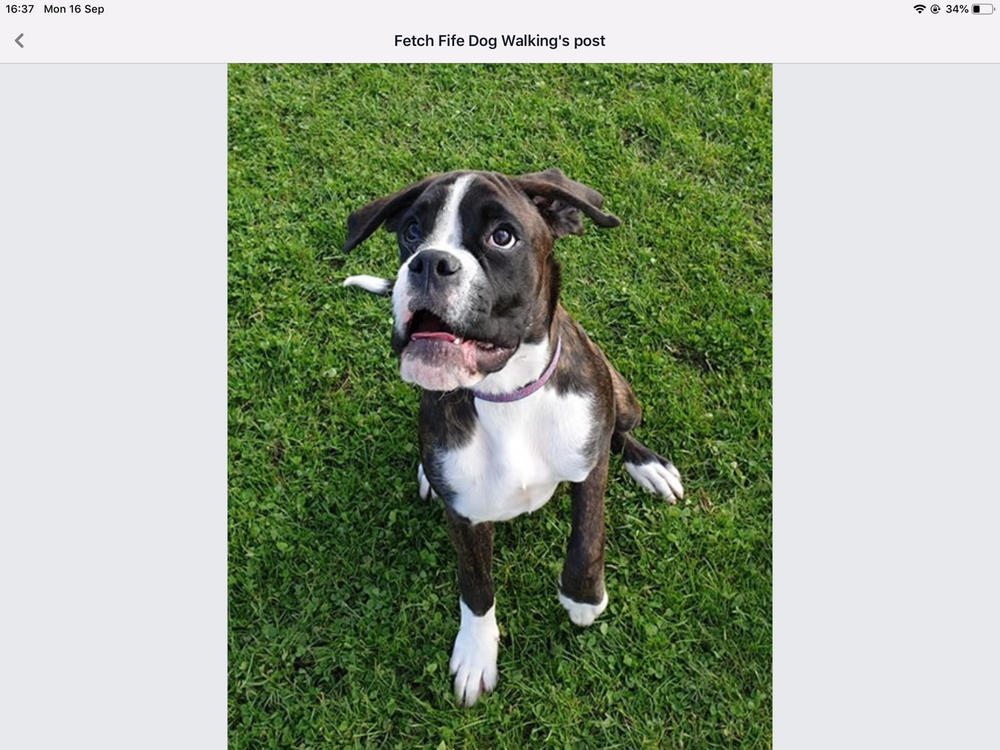 nutriment puppy formula