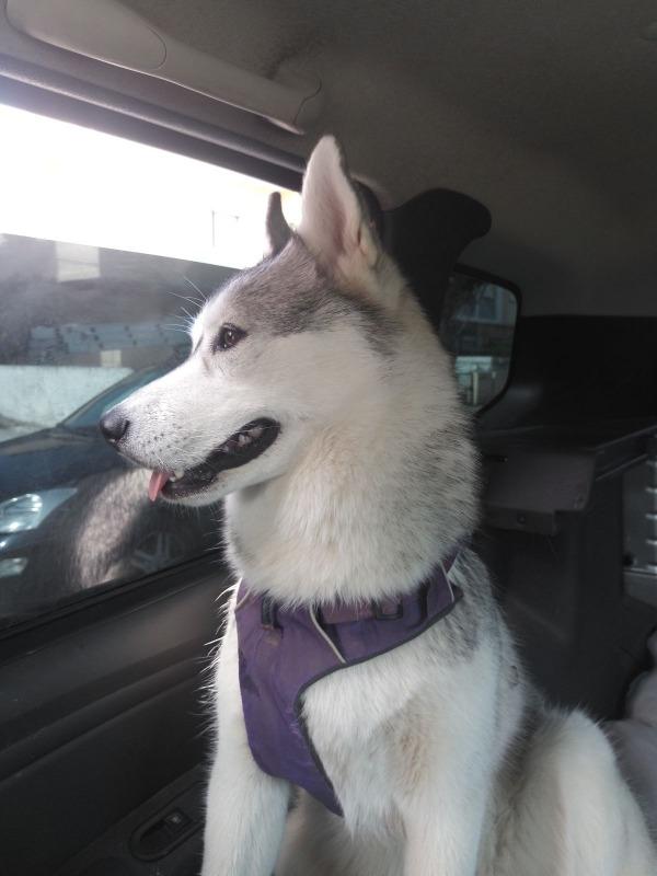 Yakers Dog Chew - Customer Photo From Tiffany M.
