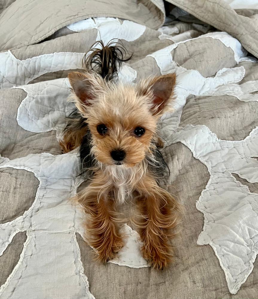 If My Dog Could Talk Personalized Book - Customer Photo From