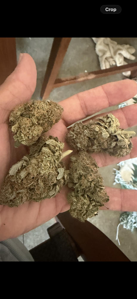 Platinum Kush - Customer Photo From Michael L