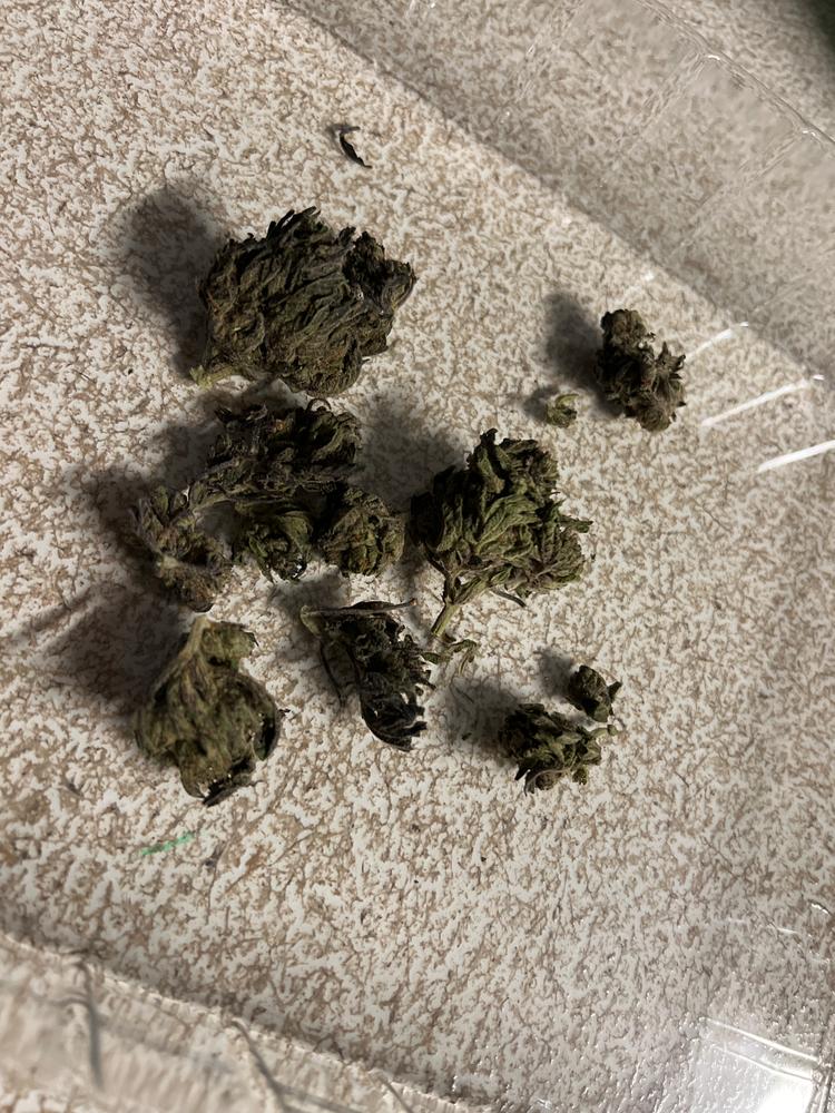 Gummy Haze - Customer Photo From Raul 