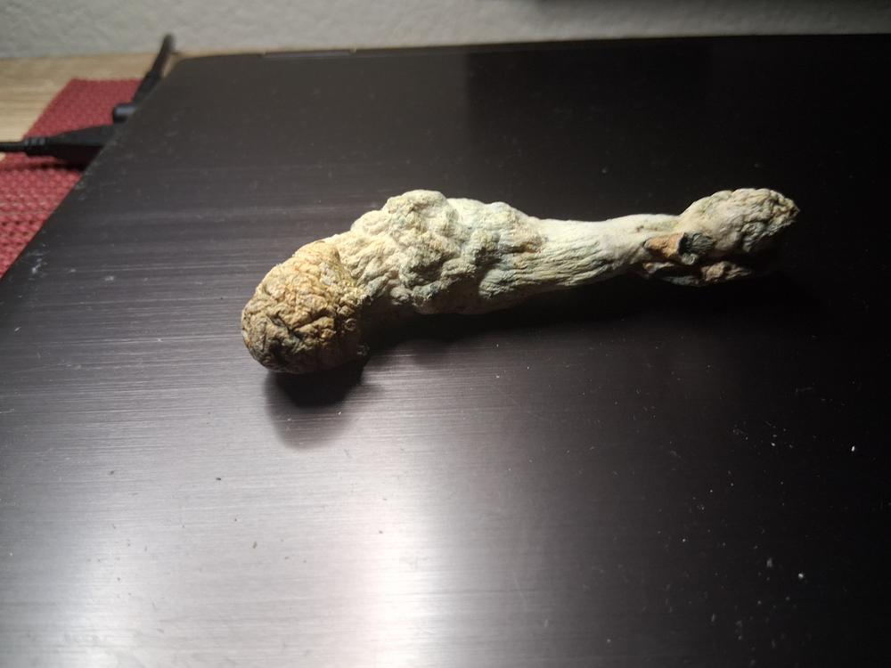 Hongos Albino Penis Envy - Foto de la clienta Adrianne
