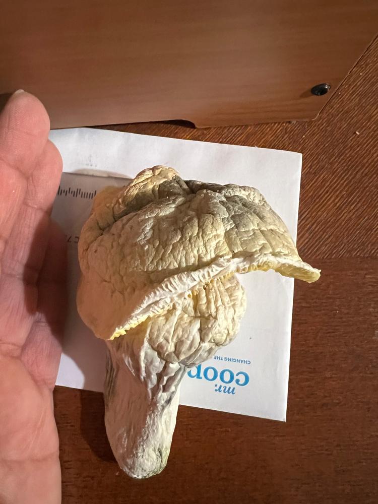 Mad Hatter - Customer Photo From Raul 