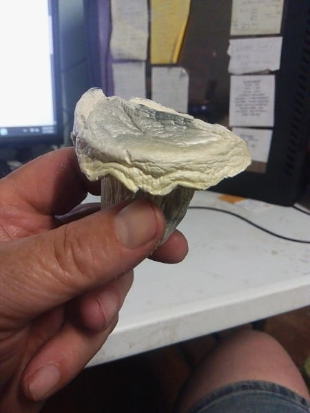 Mad Hatter - 28 grams - Customer Photo From Awareness Universalist Church