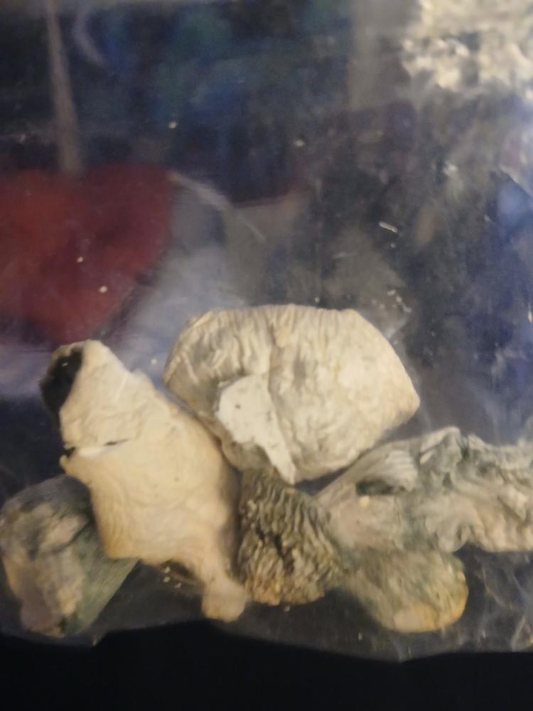 Albino Mkilla Gorilla - 7 grams - Customer Photo From Chris Goss