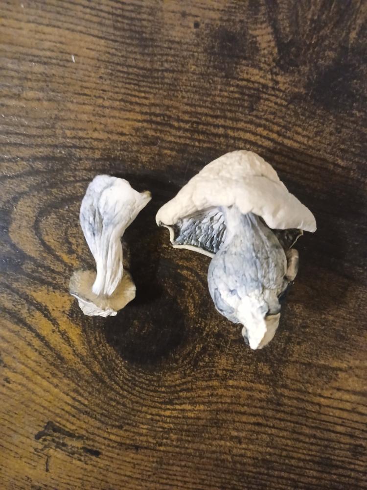 Albino Mkilla Gorilla - 7 grams - Customer Photo From Shannon Simons