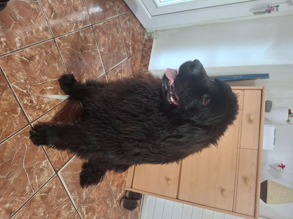 Nordcanin VITARIOR ízületvédő folyadék - 250 ml - Customer Photo From Varga Tibor