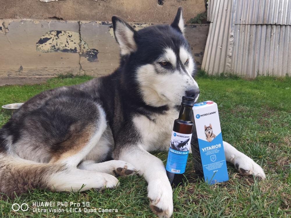 Nordcanin VITARIOR ízületvédő folyadék - 500 ml - Customer Photo From Dániel Róka