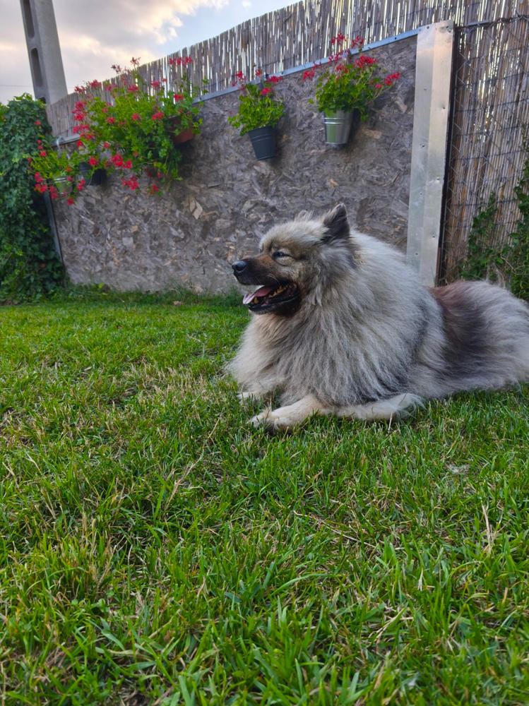 Nordcanin VITARIOR ízületvédő folyadék - 500 ml - Customer Photo From Hajnalka Fedorné Rigó