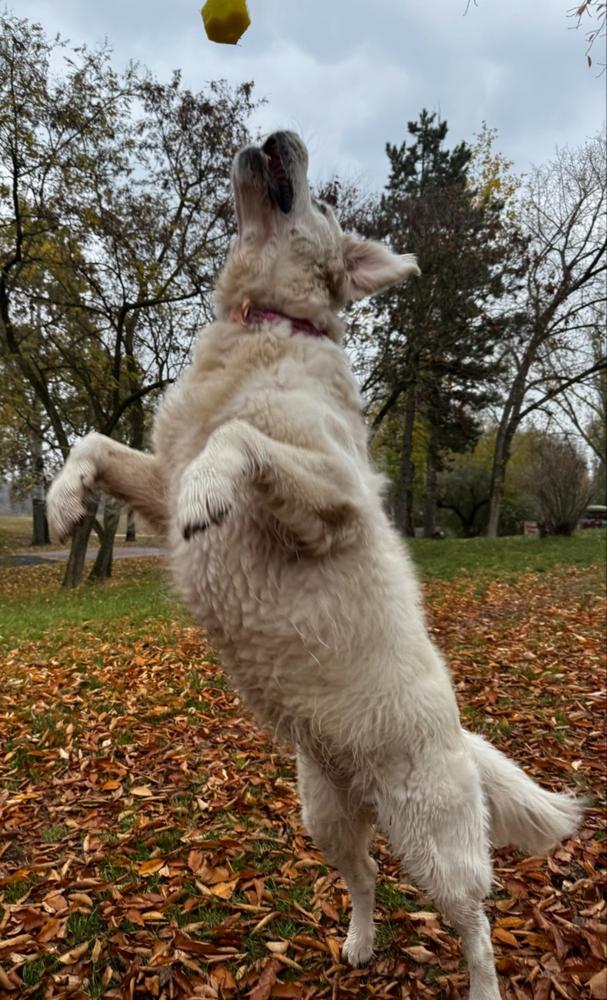 Nordcanin VITARIOR ízületvédő folyadék - 500 ml - Customer Photo From Attila Nemoda