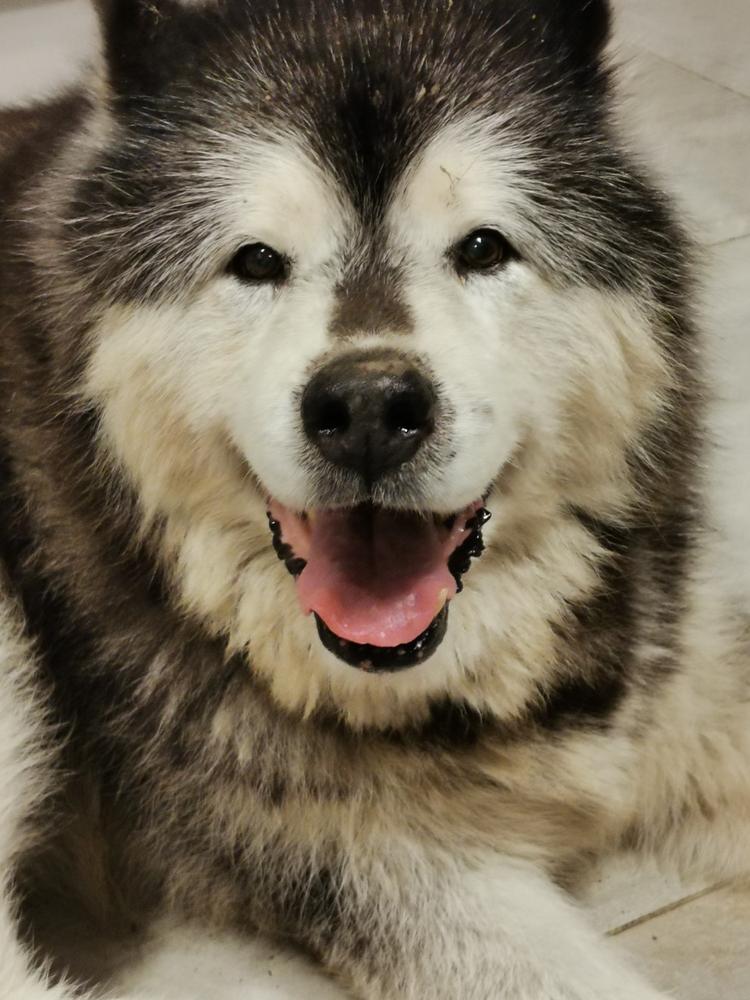 Nordcanin VITARIOR ízületvédő folyadék - 250 ml - Customer Photo From Lajos Nagy