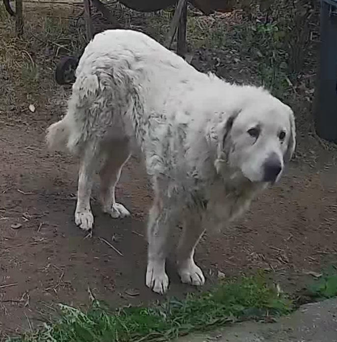 Nordcanin VITARIOR ízületvédő folyadék - 500 ml - Customer Photo From Sándorné Bárándi