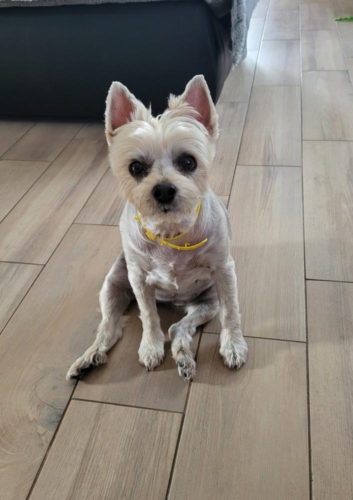 Nordcanin VITARIOR ízületvédő folyadék - 250 ml - Customer Photo From Virág Krampek