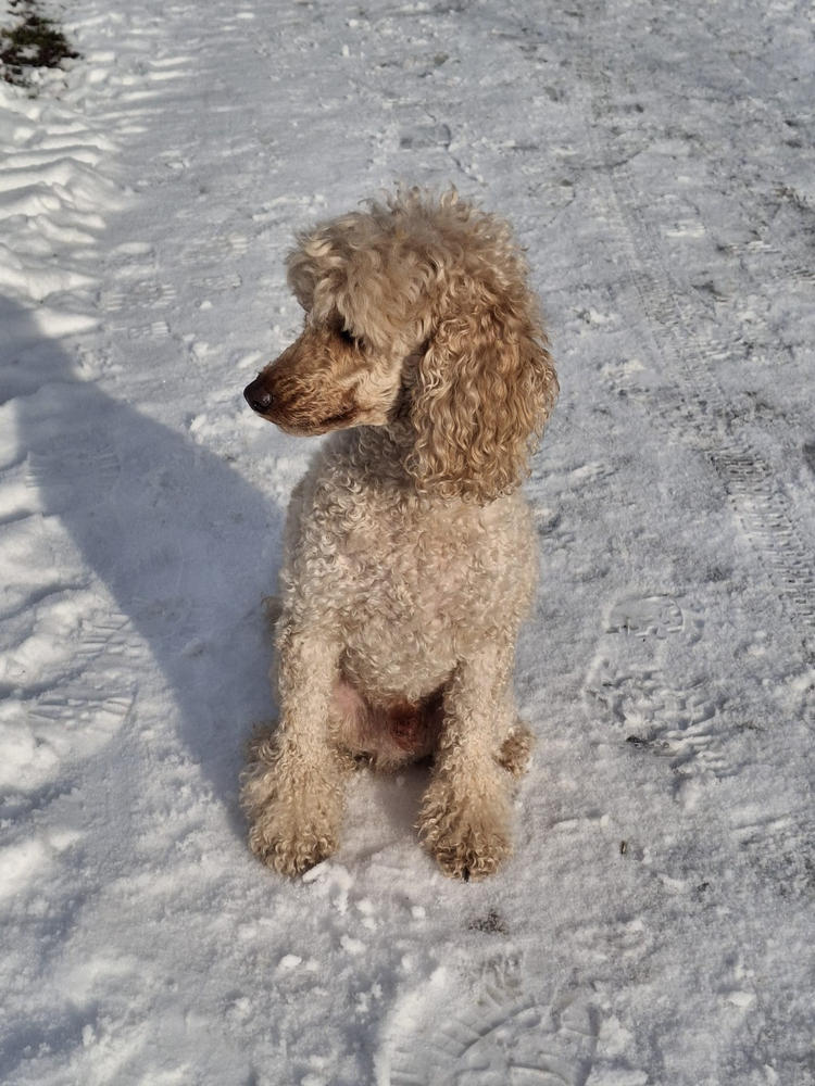 Nordcanin VITARIOR ízületvédő folyadék - 250 ml - Customer Photo From Csilla Barva