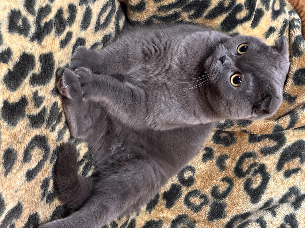 Nordcanin Csukamájolaj - 250 ml - Customer Photo From Róbertné Czinege