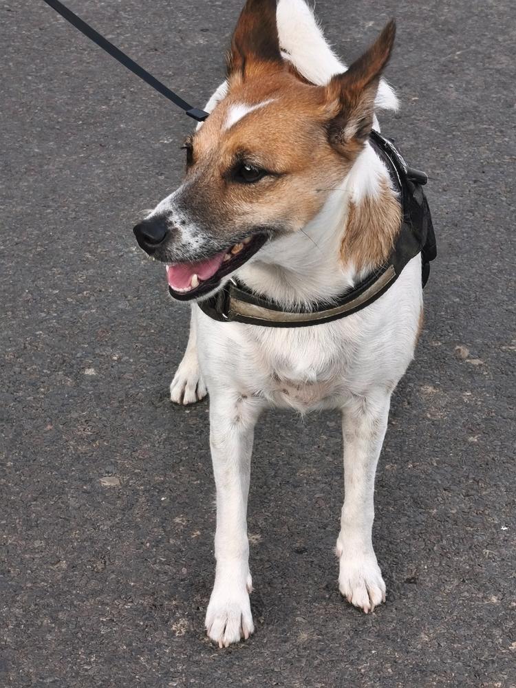 Nordcanin Prémium Hidrolizált Huminsav - 300 g - Customer Photo From Tibor Képli